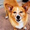 Maddie's IVMA Shelter Symposium